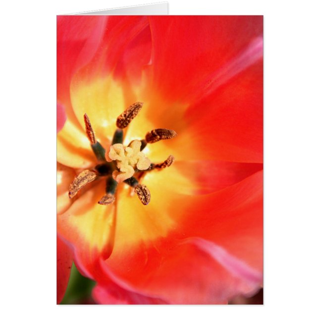 Dentro de un tulipán (Frente)