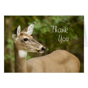 Depósito de cola blanca