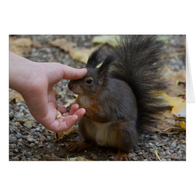 derribar una ardilla (Anverso (Horizontal))