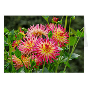 DES Plantes-1 de Jardin