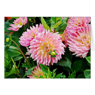 DES Plantes-3 de Jardin