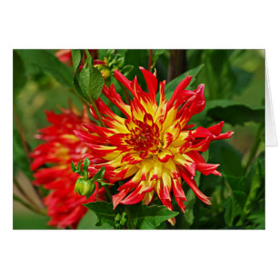 DES Plantes-5 de Jardin