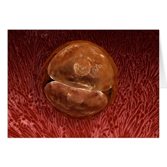 Desarrollo de la zygota: 24-36 horas (Anverso (Horizontal))