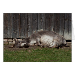 Descanso De Burro Cortado Después De Un Baño De Ar