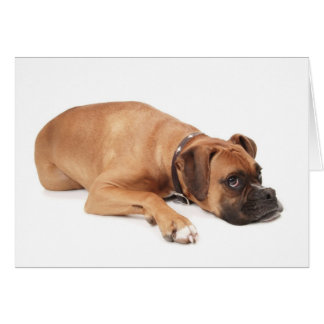 Descanso de Fawn Boxer