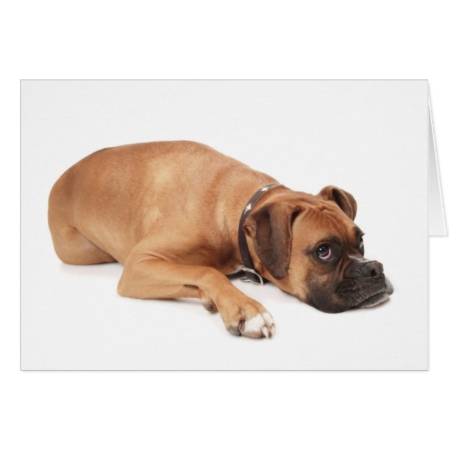 Descanso de Fawn Boxer (Anverso (Horizontal))