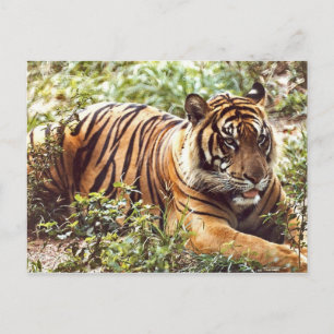 Descanso de la tarjeta postal del tigre de Sumatra
