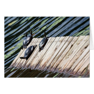 Descanso de la tortuga