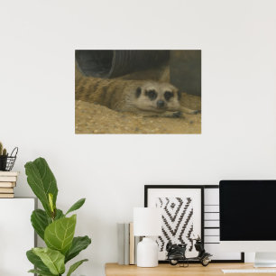 Descanso de Meerkat - Arte de vida salvaje realist