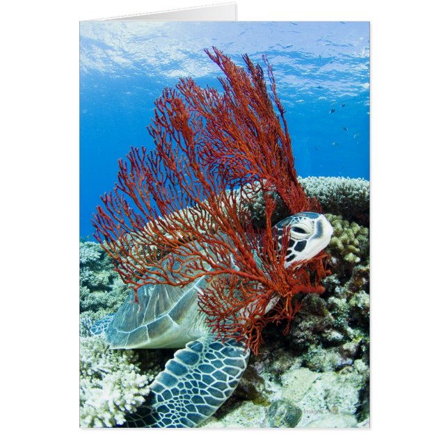 Descanso de tortugas marinas (Frente)