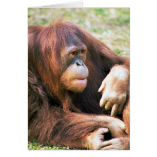 Descanso del orangután