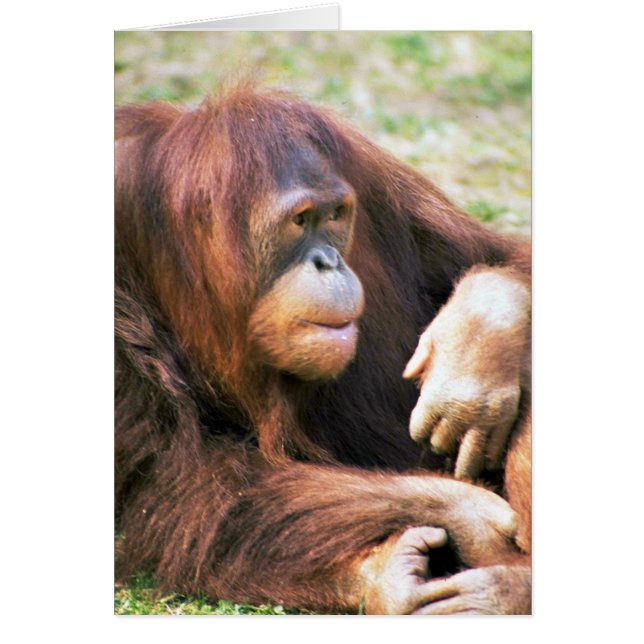 Descanso del orangután (Frente)
