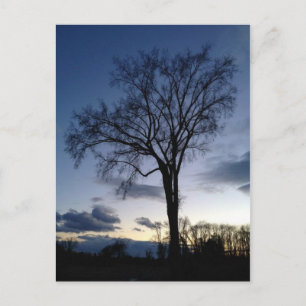 Descanso en el árbol en la postal de invierno