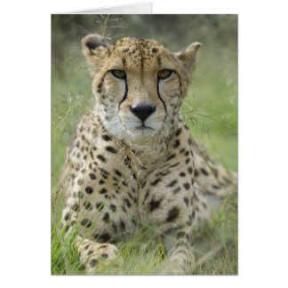 Descanso en la hierba