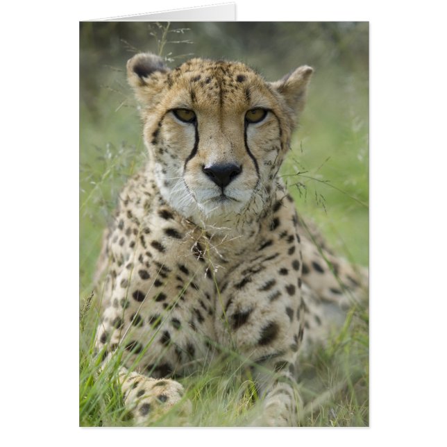 Descanso en la hierba (Frente)