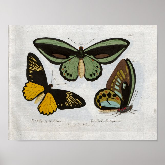 Descarga de impresión de cosecha de mariposas (Frente)