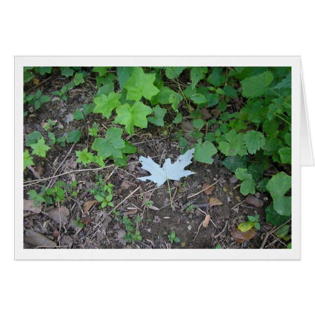 Descubrir (Anverso (Horizontal))