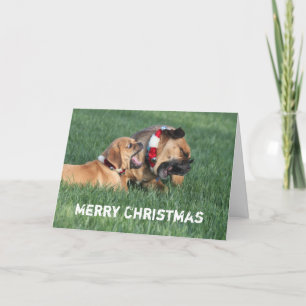 Deseándole Felices Navidad