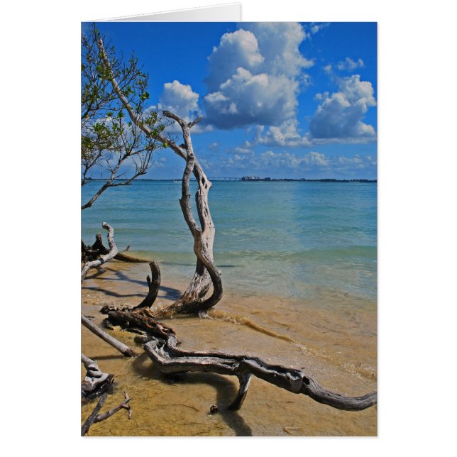 Desechos a paso ciego (Frente)