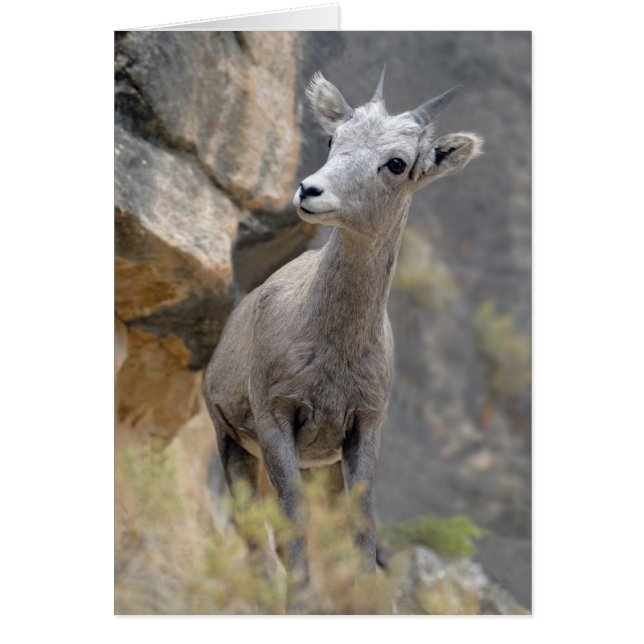 Desert Bighorn Ewe (Frente)