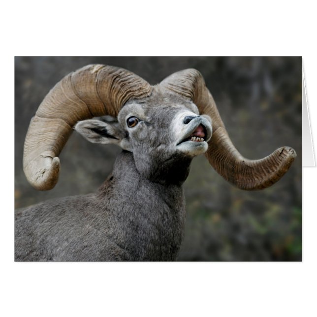 Desert Bighorn Ram (Anverso (Horizontal))