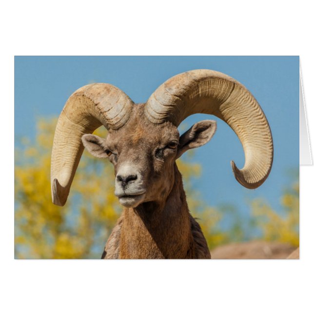 Desert Bighorn Ram (Anverso (Horizontal))