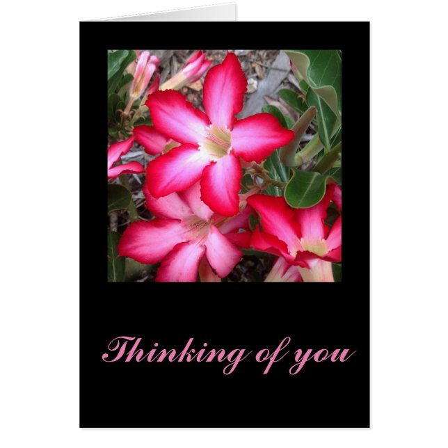 Desert Rosereeting card (Frente)