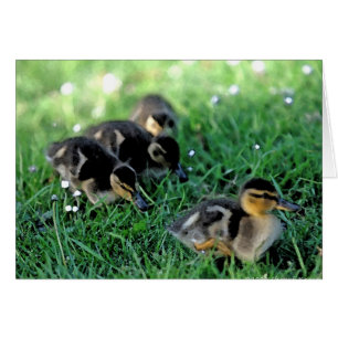 Desfile de duckling