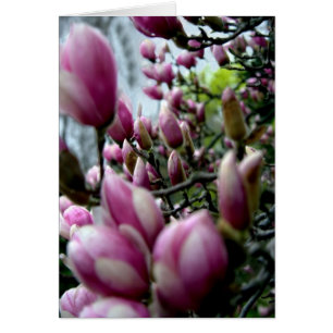 Desfile de Magnolia