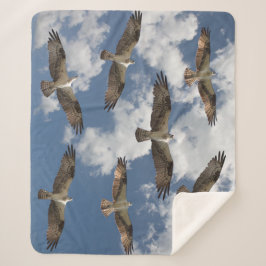 Desfile de Osprey en el cielo manta de pulpa Sherp