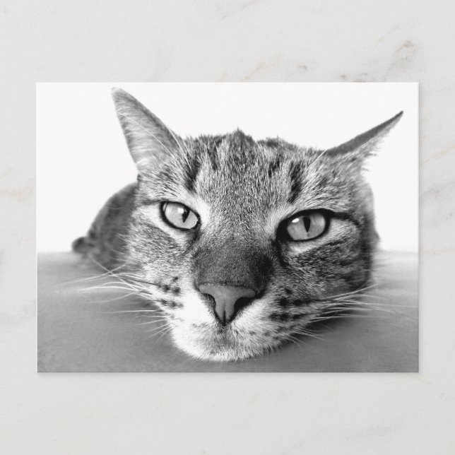 Desgarrando la postal (Anverso)