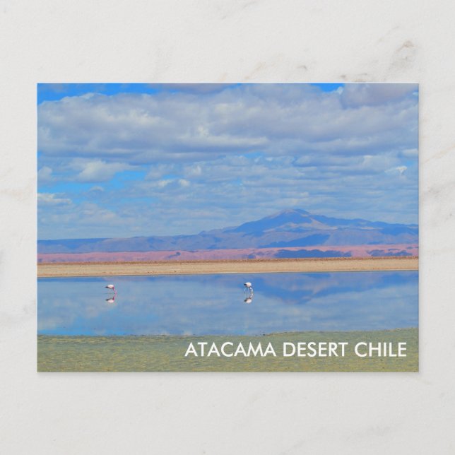 Desierto de Atacama, tarjeta postal Flamingo Chile (Anverso)