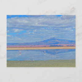 Desierto de Atacama, tarjeta postal Flamingo Chile