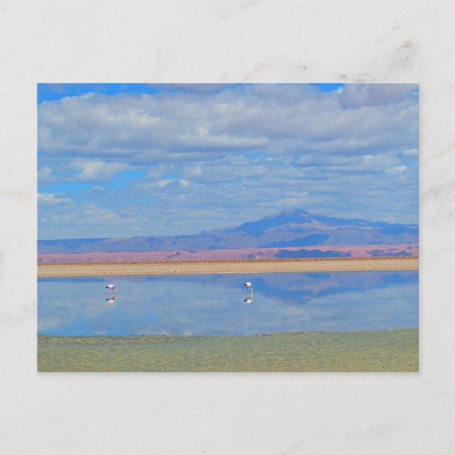 Desierto de Atacama, tarjeta postal Flamingo Chile (Anverso)
