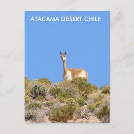 Desierto de Vicuna Atacama, postal de Chile - Vert