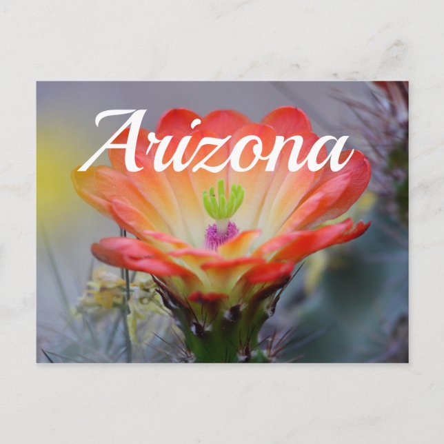 Desierto en Bloom, tarjeta postal de Arizona (Anverso)