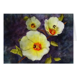 Desierto Hibiscus