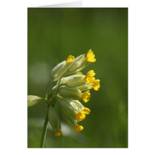 Deslizador común (Primula veris)