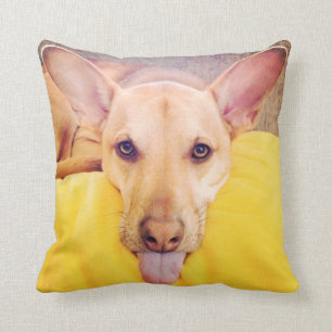 "Deslumbramiento del perro Cojín decorativo del