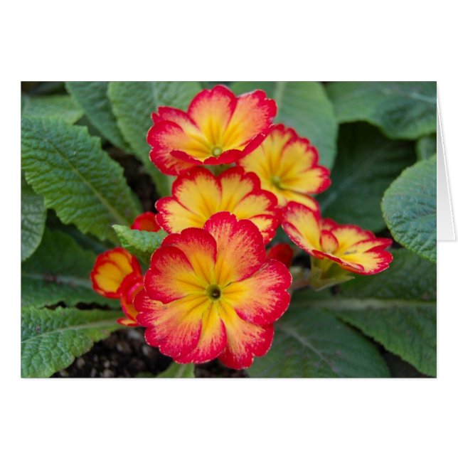 deslumbrante (Anverso (Horizontal))