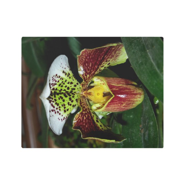 Deslumbrante Muro Orquídeo Arte Metalizado (Anverso)