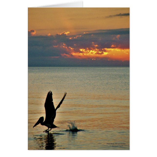 Despegar pelícano en la puesta de sol de la Costa  (Frente)