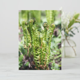 Despertando helecho joven en el jardín