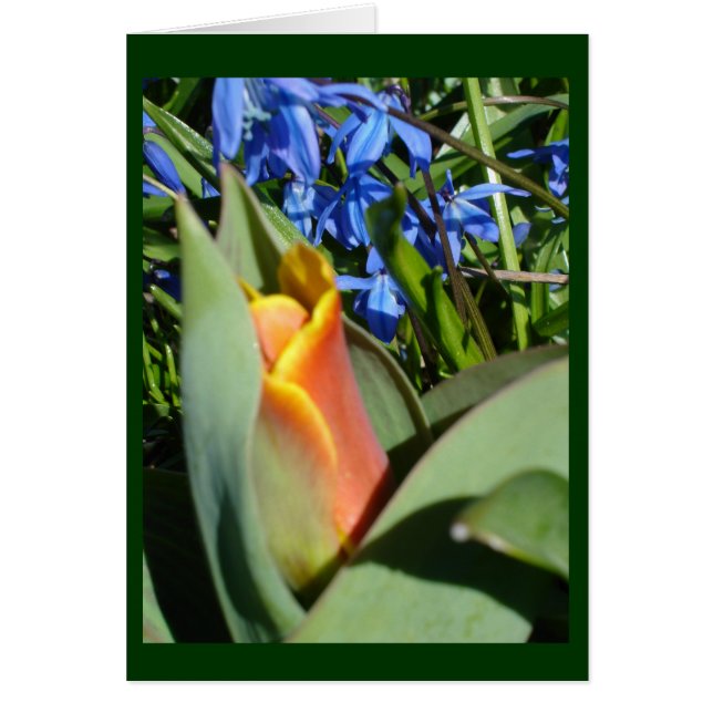 despertar de primavera (Frente)