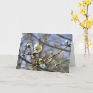 Despertar de primavera, tarjeta de flor de cerezo
