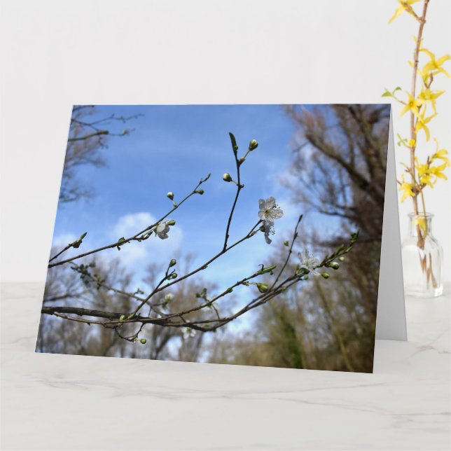 Despertar de primavera, tarjeta de flor de cerezo  (flor amarilla)