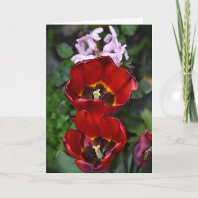 Despertar de primavera, tarjeta Tulips (Anverso)