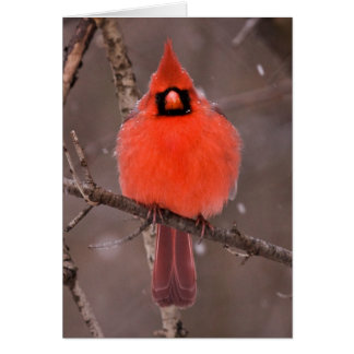 Desplome de invierno