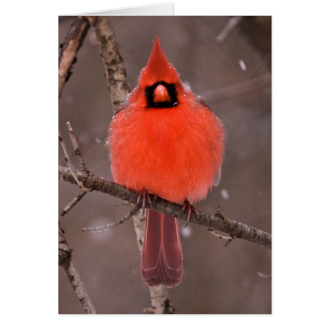 Desplome de invierno (Frente)