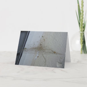 "Después de la casa-Fiesta de una araña" Tarjeta H